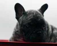 Poochie, a male Frenchton for sale in Ash Grove, MO – 6 of 10