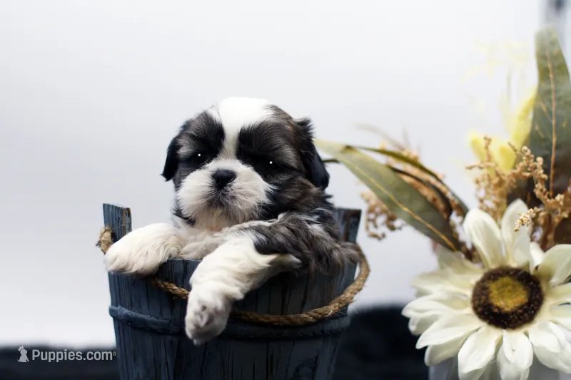 Benji – Shih Tzu puppy for sale in Ash Grove, MO