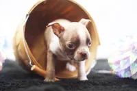 Doug, a male Boston Terrier for sale in Ash Grove, MO – 5 of 10