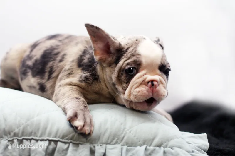 Mercury – French Bulldog puppy for sale in Ash Grove, MO