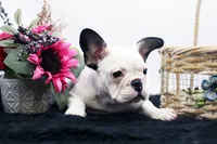 Mars, a female French Bulldog for sale in Ash Grove, MO – 6 of 10