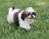 Doc, a male Shih Tzu for sale in Ash Grove, MO – 4 of 9