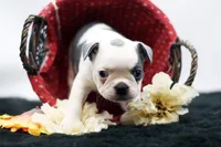Rascal, a male Frenchton for sale in Ash Grove, MO – 4 of 10