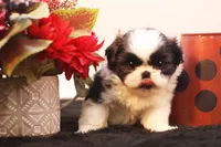 Demi, a female Shih Tzu for sale in Ash Grove, MO – 5 of 10
