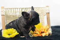 Pluto, a male French Bulldog for sale in Ash Grove, MO – 4 of 10