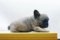 Titus, a male French Bulldog for sale in Ash Grove, MO – 9 of 10