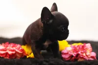 Donovan, a male French Bulldog for sale in Ash Grove, MO – 3 of 10