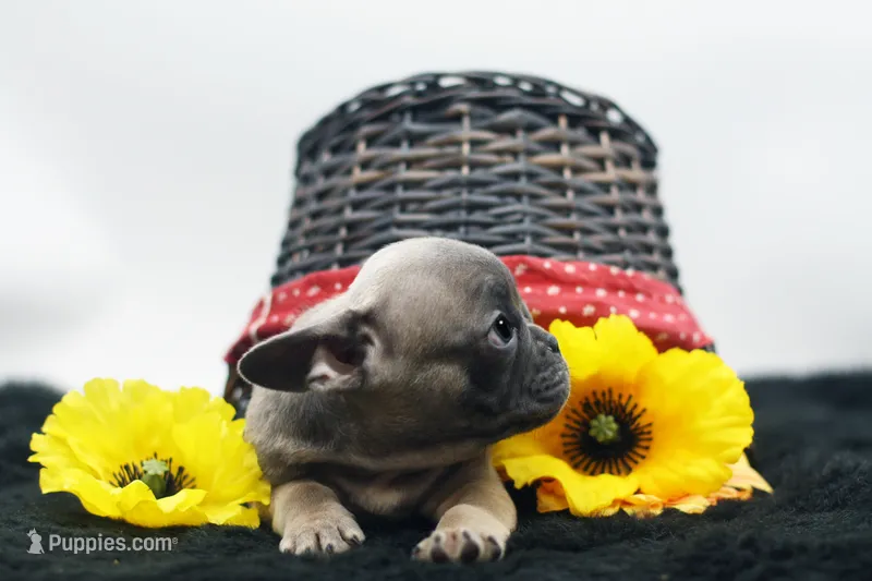 Cedar – French Bulldog puppy for sale in Ash Grove, MO