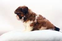 Bo, a male Shih Tzu for sale in Ash Grove, MO – 8 of 10
