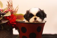 Demi, a female Shih Tzu for sale in Ash Grove, MO – 8 of 10