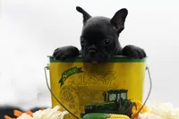 Rocco, a male Frenchton for sale in Ash Grove, MO – 2 of 10