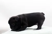 Ralphie, a male Frenchton for sale in Ash Grove, MO – 9 of 10