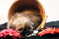 Roy, a male Shih Tzu for sale in Ash Grove, MO – 8 of 10