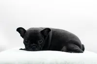 Rocco, a male Frenchton for sale in Ash Grove, MO – 10 of 10