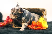 Dallas, a male French Bulldog for sale in Ash Grove, MO – 3 of 10