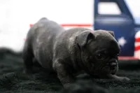 Porkie, a male Frenchton for sale in Ash Grove, MO – 6 of 10