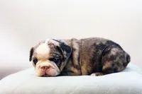 Mercury, a male French Bulldog for sale in Ash Grove, MO – 9 of 10