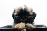Duke, a male Shih Tzu for sale in Ash Grove, MO – 4 of 10