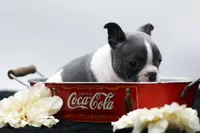 Rover, a male Frenchton for sale in Ash Grove, MO – 3 of 10