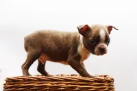 Doug, a male Boston Terrier for sale in Ash Grove, MO – 10 of 10