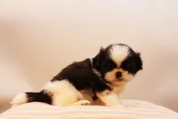Demi, a female Shih Tzu for sale in Ash Grove, MO – 9 of 10