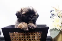 Duke, a male Shih Tzu for sale in Ash Grove, MO – 3 of 10