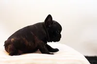 Delilah, a female French Bulldog for sale in Ash Grove, MO – 9 of 10
