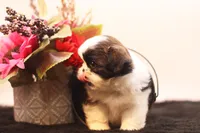 Demi, a female Shih Tzu for sale in Ash Grove, MO – 3 of 10