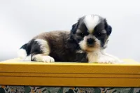 Bear, a male Shih Tzu for sale in Ash Grove, MO – 9 of 10