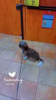 Cooper, a male Shih Tzu for sale in Jacksonville, FL – 4 of 5