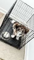 Cooper, a male Shih Tzu for sale in Jacksonville, FL – 1 of 5