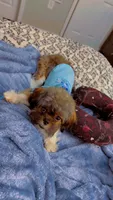Cooper, a male Shih Tzu for sale in Jacksonville, FL – 3 of 5