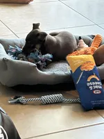 Dream , a female Cockapoo and Jagdterrier for sale in Tampa, FL – Photo 2 of 3