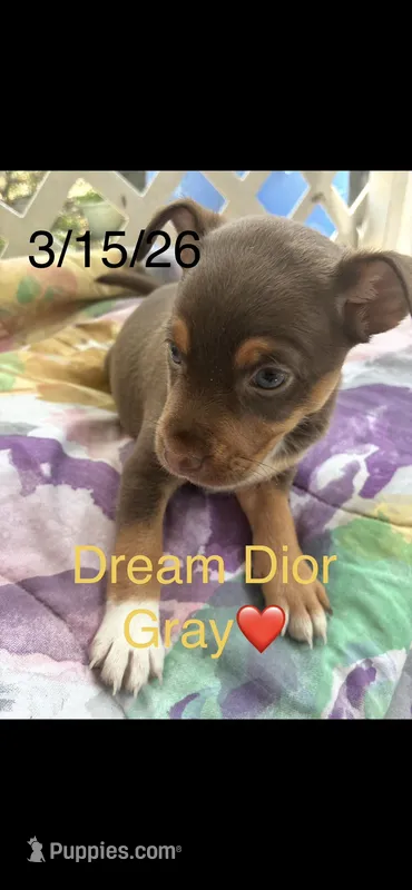 Dream  – Cockapoo, Jagdterrier puppy for sale in Tampa, FL