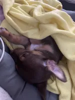 Dream , a female Cockapoo and Jagdterrier for sale in Tampa, FL – Photo 3 of 3