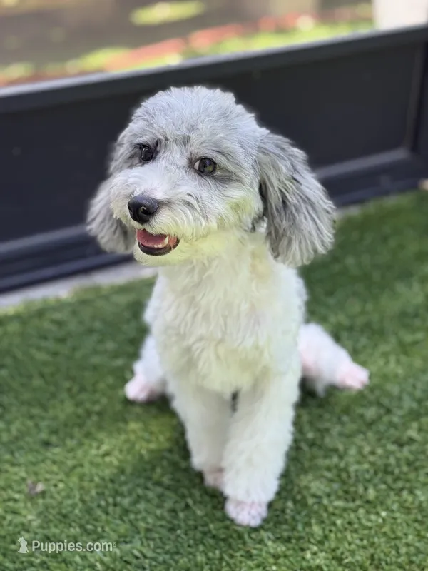 AKC Merle: Rocky, a male Poodle - Toy  for sale in Tampa, FL – Photo 1 of 3