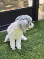 AKC Merle: Rocky, a male Poodle - Toy  for sale in Tampa, FL – Photo 3 of 3