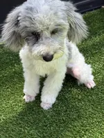 AKC Merle: Rocky, a male Poodle - Toy  for sale in Tampa, FL – Photo 2 of 3