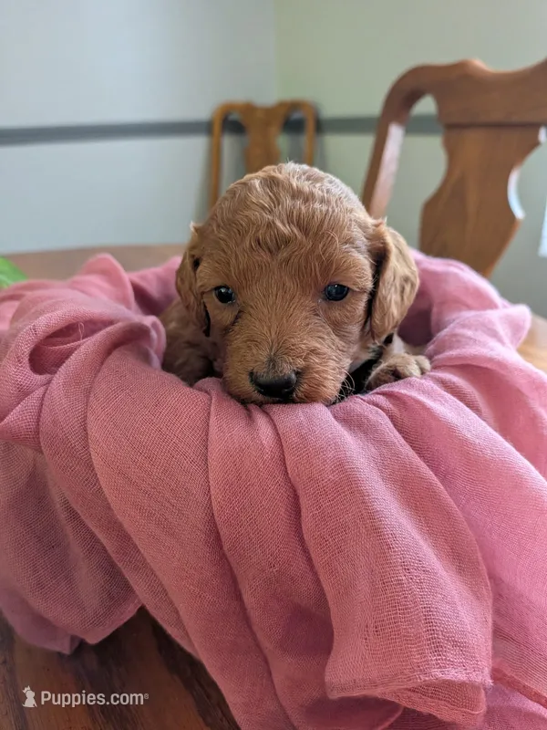 Belle – Miniature Labradoodle puppy for sale in Boonsboro, MD