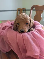Belle, a female Miniature Labradoodle for sale in Keedysville, MD – 1 of 3