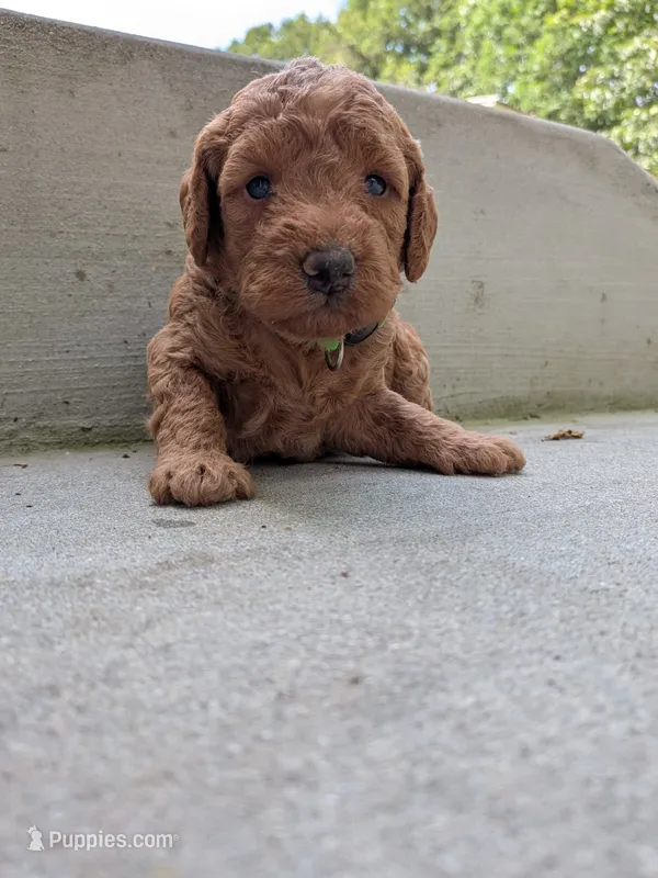 Frank – Miniature Labradoodle puppy for sale in Boonsboro, MD