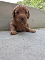 Frank, a male Miniature Labradoodle for sale in Keedysville, MD – 1 of 3