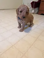 Bonnie, a female Miniature Labradoodle for sale in Keedysville, MD – 3 of 3