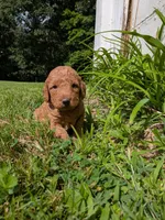 Frank, a male Miniature Labradoodle for sale in Keedysville, MD – 3 of 3