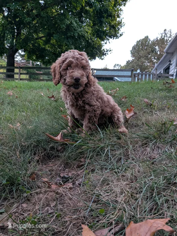 Melanie – Miniature Labradoodle puppy for sale in Keedysville, MD