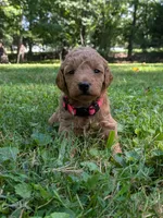 Tara, a female Miniature Labradoodle for sale in Keedysville, MD – 3 of 3