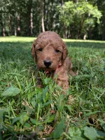 Tara, a female Miniature Labradoodle for sale in Keedysville, MD – 2 of 3
