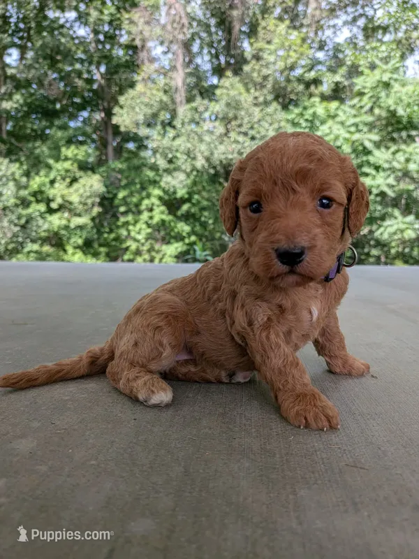 Prissy – Miniature Labradoodle puppy for sale in Boonsboro, MD