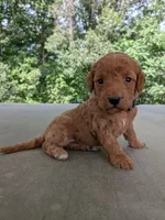 Prissy, a female Miniature Labradoodle for sale in Keedysville, MD – 1 of 4