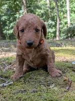 Melanie, a female Miniature Labradoodle for sale in Keedysville, MD – 3 of 3